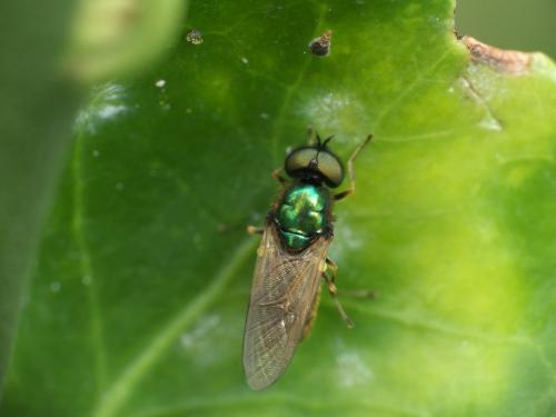 Chloromyia formosa